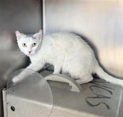 Shelter Stray Female Cat last seen , Camarillo, CA 93010