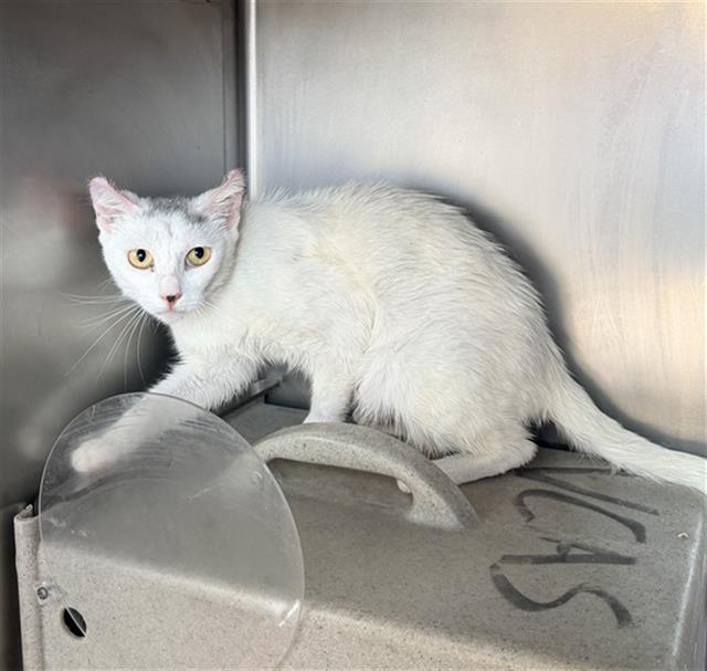 Shelter Stray Female Cat last seen , Camarillo, CA 93010