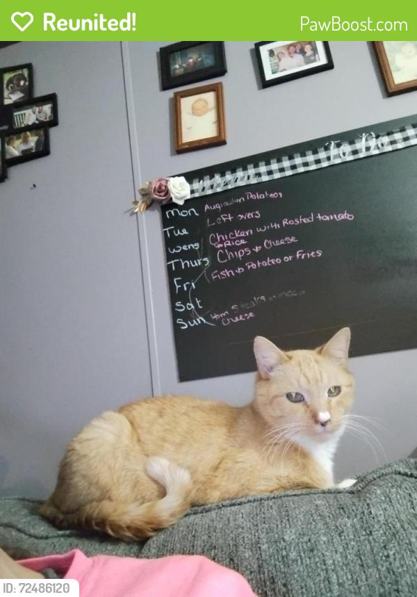 Reunited Male Cat last seen Division Camelot Manor , Grand Rapids, MI 49548