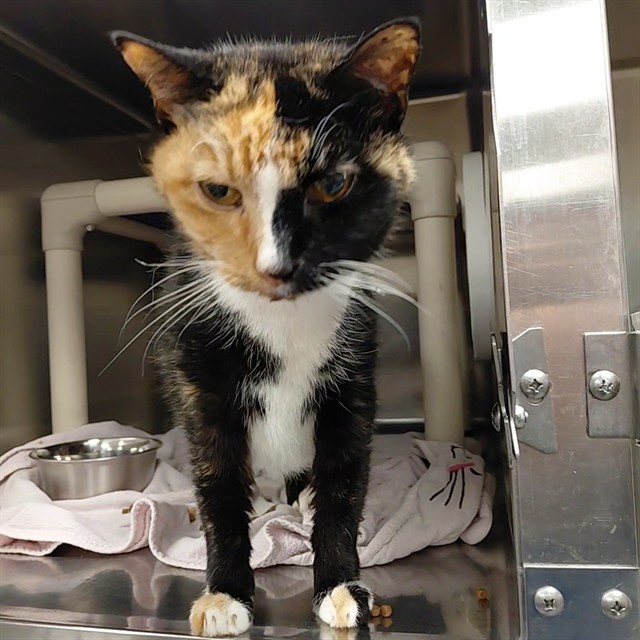 Shelter Stray Female Cat last seen GLENN ST, Huntsville, AL 35805