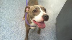 Shelter Stray Female Dog last seen CHARLOTTE, Charlotte, NC 28217