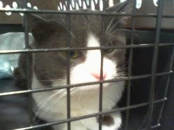 Shelter Stray Male Cat last seen CHARLOTTE, Charlotte, NC 28217