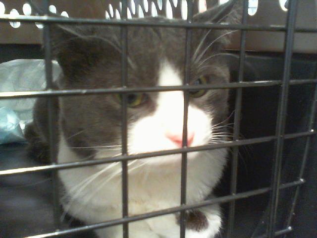 Shelter Stray Male Cat last seen CHARLOTTE, Charlotte, NC 28217