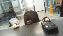 Shelter Stray Male Dog last seen CHARLOTTE, Charlotte, NC 28217