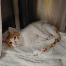 Shelter Stray Male Cat last seen OAKWOOD/PULASKI, Huntsville, AL 35805