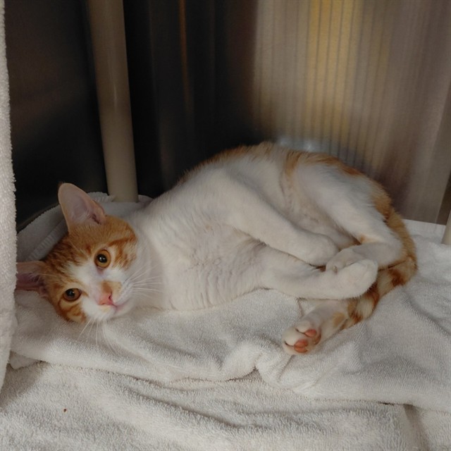 Shelter Stray Male Cat last seen OAKWOOD/PULASKI, Huntsville, AL 35805