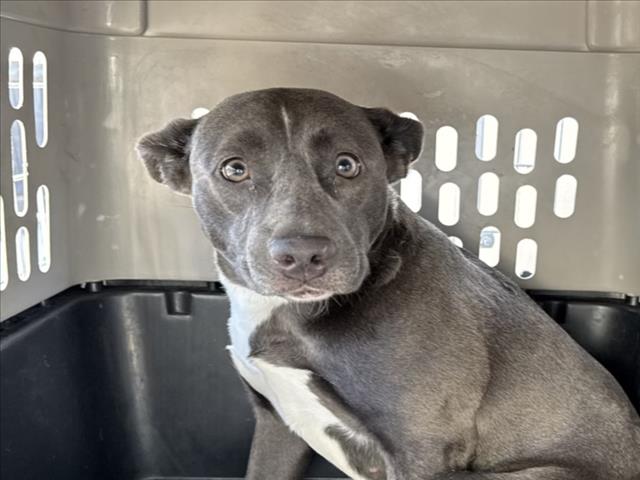 Shelter Stray Female Dog last seen , San Bernardino, CA 92401