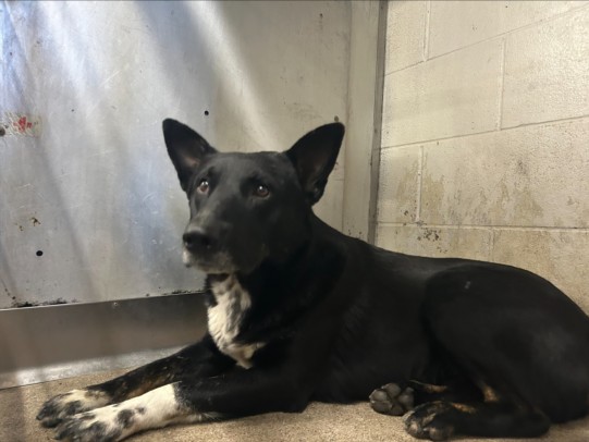 Shelter Stray Male Dog last seen Near BLOCK N WILLOW AVE, San Bernardino, CA 92401