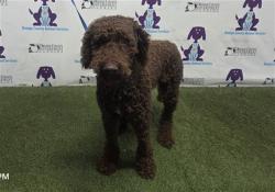 Shelter Stray Male Dog last seen , Orlando, FL 32839