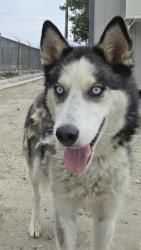 Shelter Stray Male Dog last seen RIVERSIDE AVE AND OLIVE AVE, San Bernardino, CA 92401
