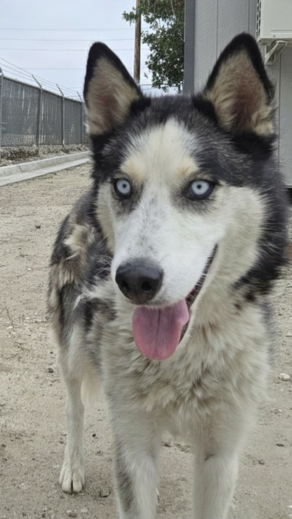 Shelter Stray Male Dog last seen RIVERSIDE AVE AND OLIVE AVE, San Bernardino, CA 92401