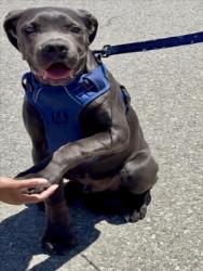 Shelter Stray Male Dog last seen W BELLEVIEW ST & N RANCHO AVE, SAN BERNARDINO, CA, 92410, San Bernardino, CA 92401