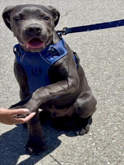 Shelter Stray Male Dog last seen W BELLEVIEW ST & N RANCHO AVE, SAN BERNARDINO, CA, 92410, San Bernardino, CA 92401