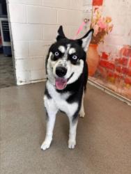 Shelter Stray Female Dog last seen SIERRA AND MILLER, San Bernardino, CA 92401