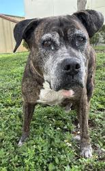 Shelter Stray Female Dog last seen W RIVER DR & MARGATE BLVD, MARGATE, FL 33063, Davie, FL 33312