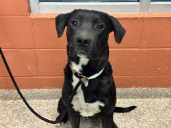 Shelter Stray Male Dog last seen Near BLOCK N MOONBEAM DR, PUEBLO CO 81007, Pueblo, CO 81008
