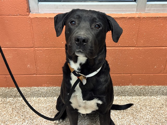 Shelter Stray Male Dog last seen Near BLOCK N MOONBEAM DR, PUEBLO CO 81007, Pueblo, CO 81008