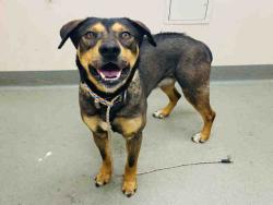 Shelter Stray Male Dog last seen FOUND ON DEBBY RD, Carlsbad, CA 92011