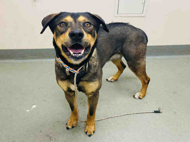 Shelter Stray Male Dog last seen FOUND ON DEBBY RD, Carlsbad, CA 92011