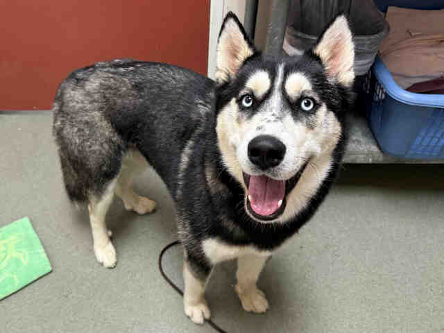 Shelter Stray Male Dog last seen FOUND AT SHELTER VALLEY, Carlsbad, CA 92011