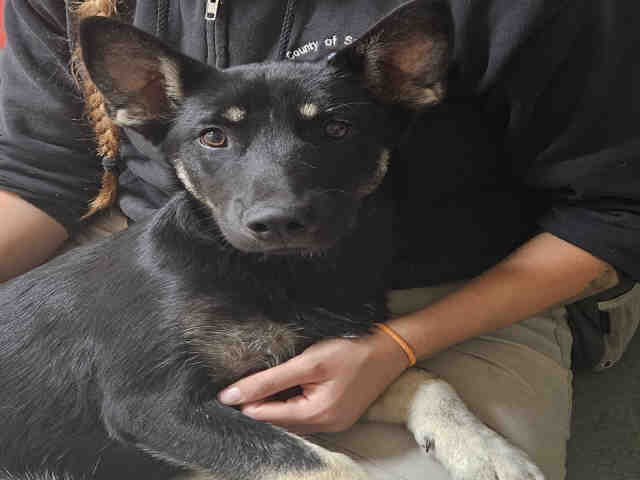 Shelter Stray Female Dog last seen FOUND AT SHELTER VALLEY, Carlsbad, CA 92011