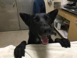 Shelter Stray Female Dog last seen Near BLOCK ALTHEA WAY, JURUPA VALLEY CA 92509, Jurupa Valley, CA 92509