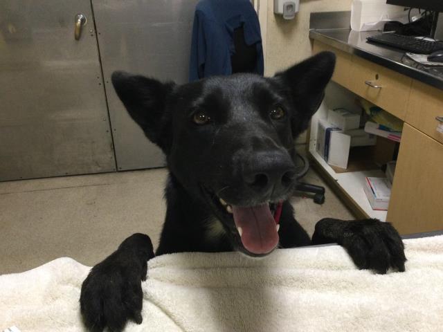 Shelter Stray Female Dog last seen Near BLOCK ALTHEA WAY, JURUPA VALLEY CA 92509, Jurupa Valley, CA 92509