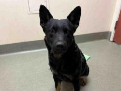 Shelter Stray Female Dog last seen FOUND AT SHELTER VALLEY, Carlsbad, CA 92011