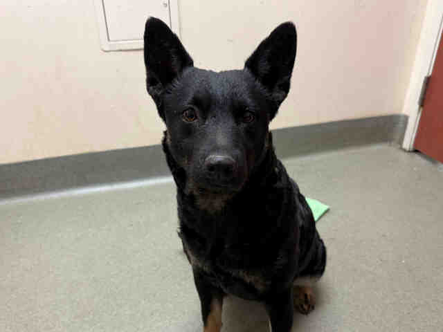 Shelter Stray Female Dog last seen FOUND AT SHELTER VALLEY, Carlsbad, CA 92011
