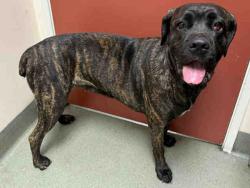 Shelter Stray Female Dog last seen FOUND AT SHELTER VALLEY, Carlsbad, CA 92011
