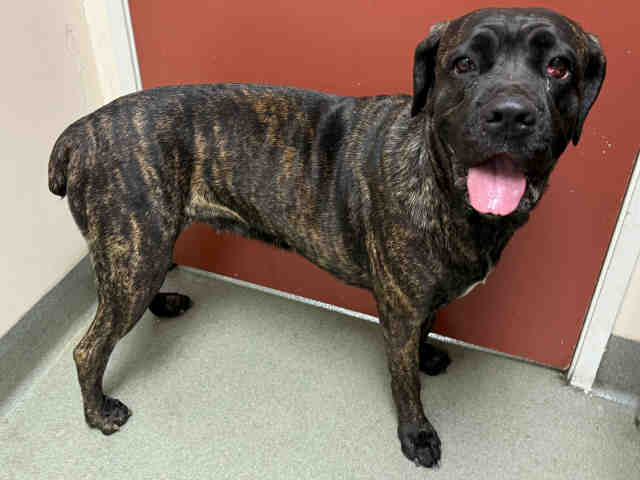 Shelter Stray Female Dog last seen FOUND AT SHELTER VALLEY, Carlsbad, CA 92011
