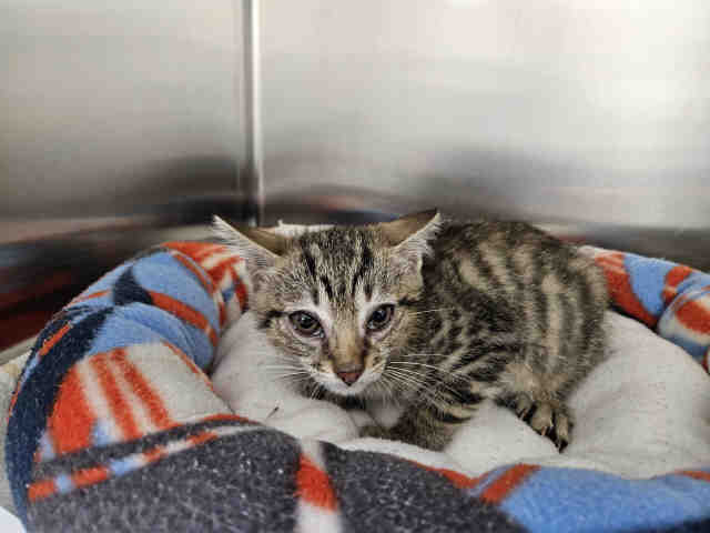 Shelter Stray Male Cat last seen HARRIS TRL X DE LUZ, Carlsbad, CA 92011