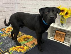 Shelter Stray Male Dog last seen Near BLOCK LEMAY ST, DETROIT, MI 48213, Detroit, MI 48211