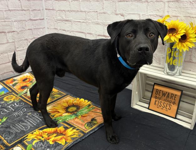 Shelter Stray Male Dog last seen Near BLOCK LEMAY ST, DETROIT, MI 48213, Detroit, MI 48211