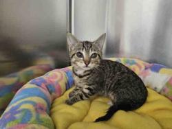 Shelter Stray Female Cat last seen HARRIS TRL X DE LUZ, Carlsbad, CA 92011