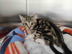 Shelter Stray Male Cat last seen HARRIS TRL X DE LUZ, Carlsbad, CA 92011