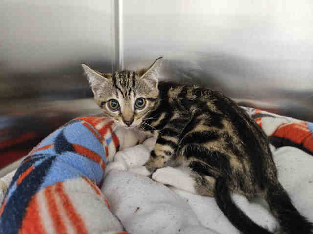 Shelter Stray Male Cat last seen HARRIS TRL X DE LUZ, Carlsbad, CA 92011