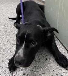 Shelter Stray Male Dog last seen Near BLOCK BENTLER ST, DETROIT MI 48219, Detroit, MI 48211