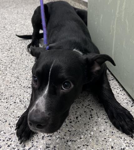 Shelter Stray Male Dog last seen Near BLOCK BENTLER ST, DETROIT MI 48219, Detroit, MI 48211