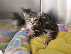 Shelter Stray Female Cat last seen HARRIS TRL X DE LUZ, Carlsbad, CA 92011