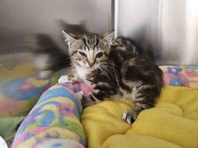 Shelter Stray Female Cat last seen HARRIS TRL X DE LUZ, Carlsbad, CA 92011