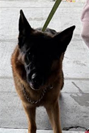 Shelter Stray Male Dog last seen , Los Angeles, CA 90047