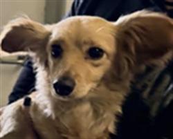 Shelter Stray Female Dog last seen , Los Angeles, CA 90047