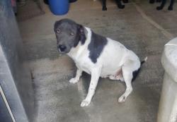 Shelter Stray Male Dog last seen Near BLOCK ALABASTER LOOP, PERRIS, CA, Perris, CA 92571