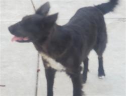 Shelter Stray Female Dog last seen Near BLOCK ALABASTER LOOP, PERRIS, CA, Perris, CA 92571