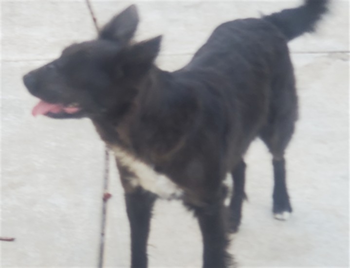 Shelter Stray Female Dog last seen Near BLOCK ALABASTER LOOP, PERRIS, CA, Perris, CA 92571