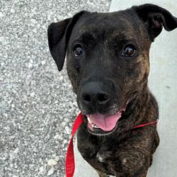 Shelter Stray Female Dog last seen Near , Indianapolis, IN 46221