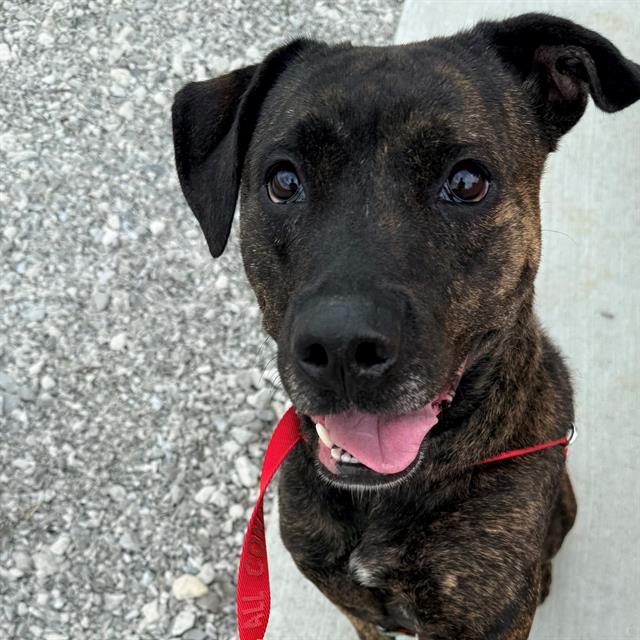 Shelter Stray Female Dog last seen Near , Indianapolis, IN 46221