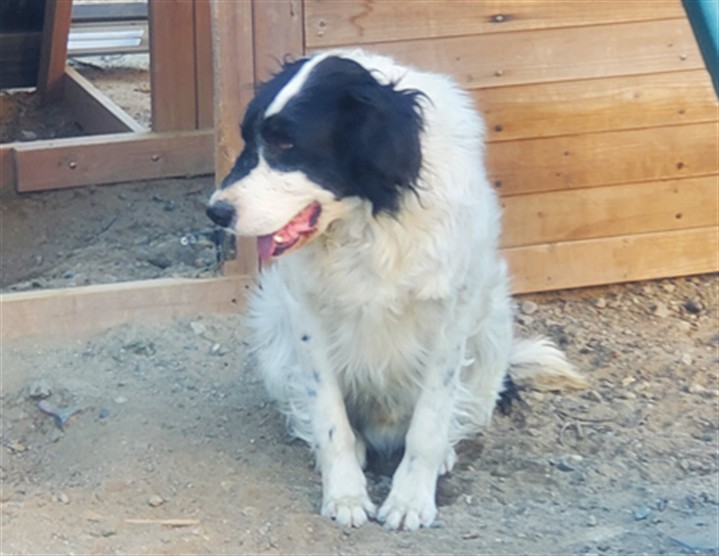 Shelter Stray Male Dog last seen Near BLOCK ALABASTER LOOP, PERRIS, CA, Perris, CA 92571