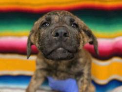 Shelter Stray Male Dog last seen LITTER ABATEMENT, Bonita, CA 91902